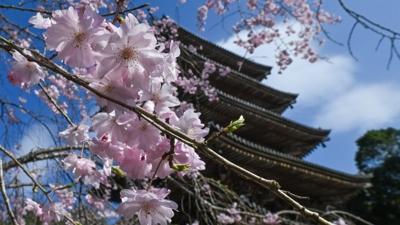 Sadece Japonya'da yok... D�nyada sakura manzaras�yla �ne ��kan 6 �ehir!