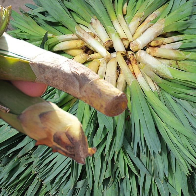 T�rkiye'de yeti�iyor: Avrupa bu bitkinin pe�inde, iltihab� s�k�p at�yor