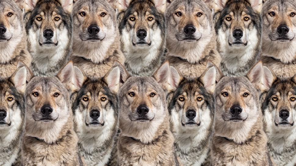 Zeka testi: Kurtların arasındaki kaplanı gördün mü? 590 kişiden 21'i 10 saniyede buldu