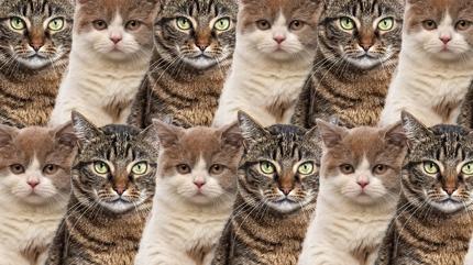 Zeka testi: Kedilerin aras�ndaki ku�u g�rd�n m�? 7 saniyede 420 ki�iden 12'si buldu