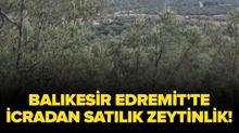 Bal�kesir Edremit'te icradan sat�l�k zeytinlik!