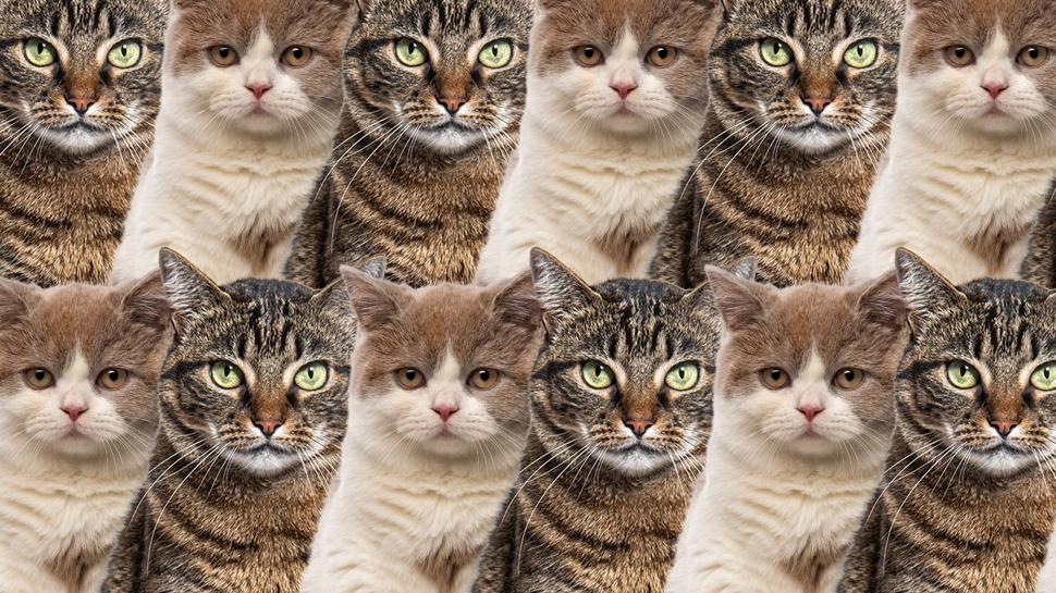 Zeka testi: Kedilerin aras�ndaki ku�u g�rd�n m�? 7 saniyede 420 ki�iden 12'si buldu