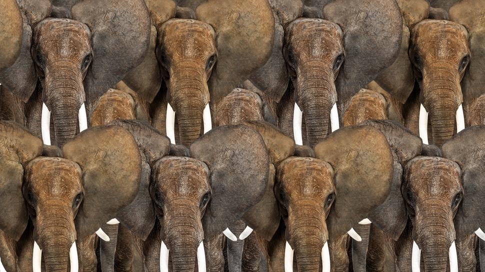 Zeka testi: Fillerin i�indeki zebra nerede? 895 ki�iden 21'i 7 saniyede buldu