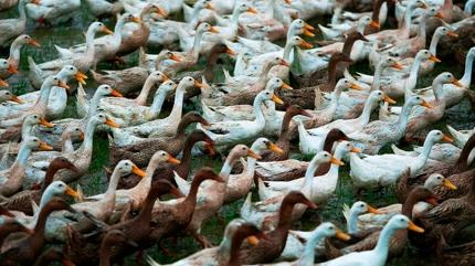 Zeka testi: �rdeklerin aras�ndaki g�vercin nerede? 470 ki�iden 12'si 7 saniyede buldu