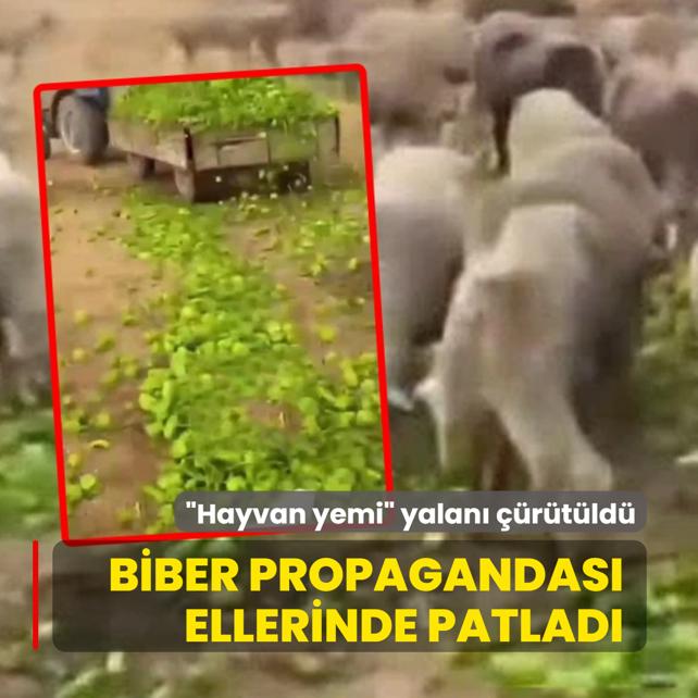 Biber propagandas� ellerinde patlad�: �Yem olarak kullan�l�yor� yalan� ��r�t�ld�