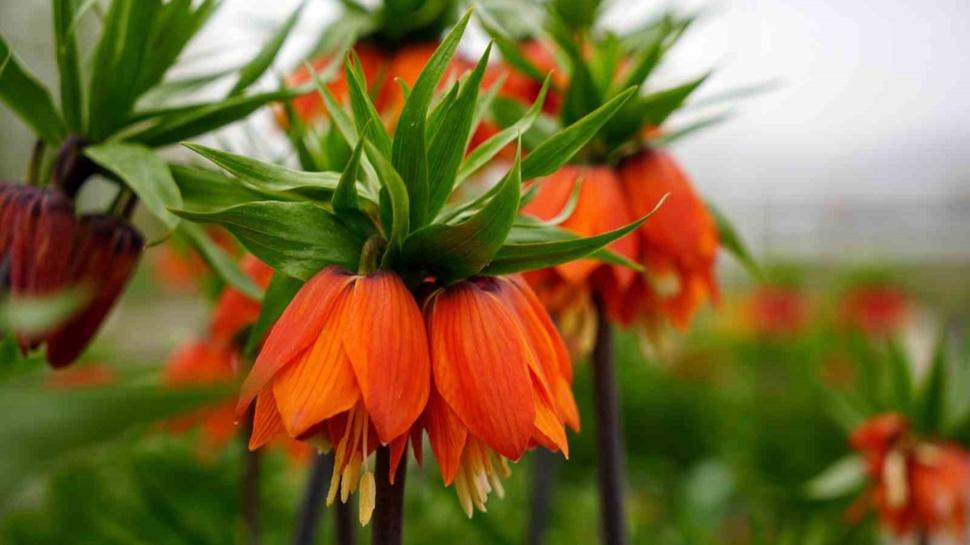 Güzelliği büyülüyor, koparmanın bedeli 700 bin TL: Yılda sadece 20 gün yaşıyor