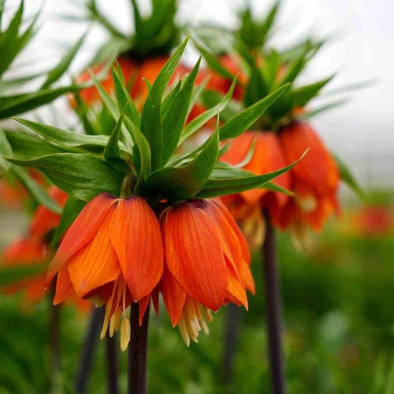 G�zelli�i b�y�l�yor, koparman�n bedeli 700 bin TL: Y�lda sadece 20 g�n ya��yor