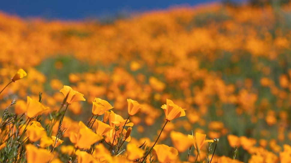 Inglewood gezi rehberi: Do�ayla i� i�e vakit ge�irece�iniz 2 yer!