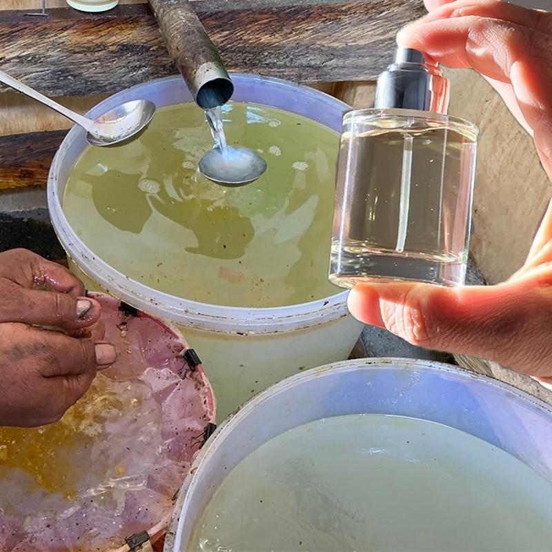 Milyonlar� ba��ml� hale getiren parf�mlerin s�rr�: Pa�uli! Yol kenar�nda bile yeti�iyor