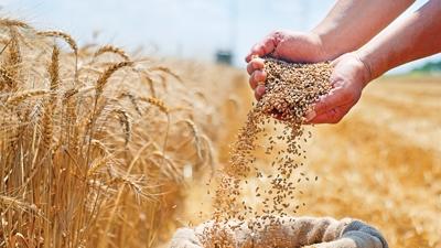 Yerli tar�mda ata tohumu �ne ��k�yor