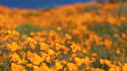 Inglewood gezi rehberi: Do�ayla i� i�e vakit ge�irece�iniz 2 yer!