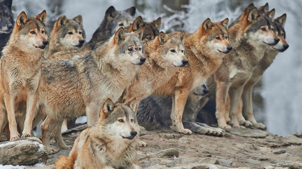 Zeka testi: Kurtlar�n aras�ndaki sakl� �rdek nerede? 550 ki�i denedi 11'i ba�ar�l� oldu