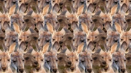 Zeka testi: Kangurular�n aras�ndaki kedi nerede? 445 ki�i denedi 21'i 10 saniyede buldu