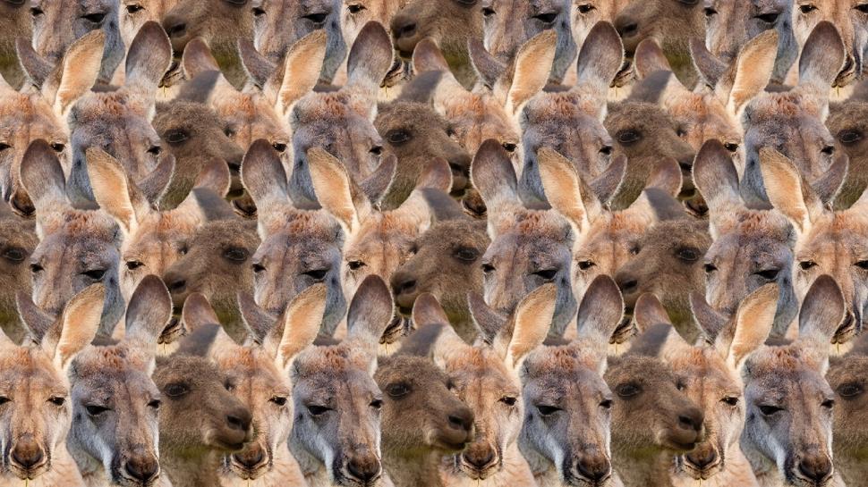 Zeka testi: Kangurular�n aras�ndaki kedi nerede? 445 ki�i denedi 21'i 10 saniyede buldu