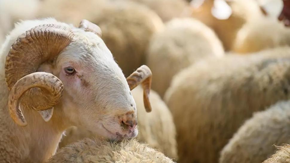 2026 Kurban Bayramı tatili 9 gün oldu mu, olacak mı? Kurban Bayramı'na kaç gün kaldı?