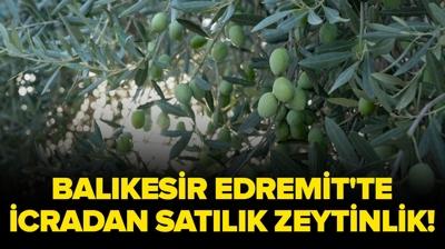 Bal�kesir Edremit'te icradan sat�l�k zeytinlik!