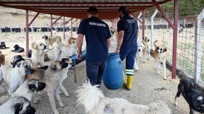 CHP'li belediyeye ait bar�nakta katliam! Savc�l�k harekete ge�ti