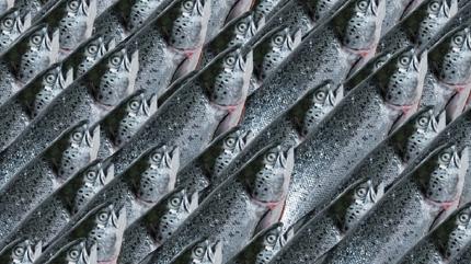 Zeka testi: Bal�klar�n aras�ndaki kartal nerede? 700 ki�iden 21'i ba�ar�l� oldu