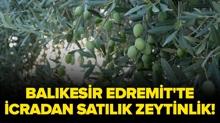 Bal�kesir Edremit'te icradan sat�l�k zeytinlik!