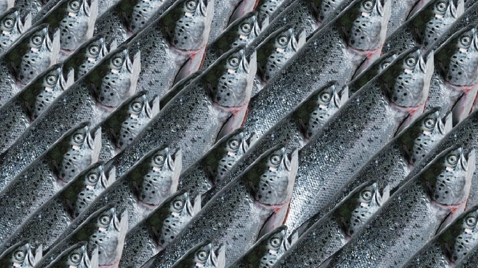 Zeka testi: Balıkların arasındaki kartal nerede? 700 kişiden 21'i başarılı oldu