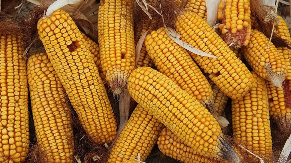 Fiyatları dizginleyecek adım: Mısır için kontenjan açıldı