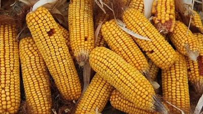 Fiyatlar� dizginleyecek ad�m: M�s�r i�in kontenjan a��ld�