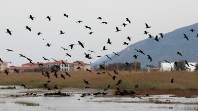 G��men ku�lar Milleyha Sulak Alan�'nda topland�. B�lgede t�r say�s� 317'yi ge�ti