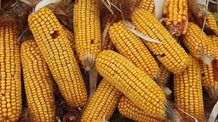 Fiyatlar� dizginleyecek ad�m: M�s�r i�in kontenjan a��ld�