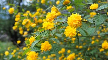 Ya�� kolesterole, �i�e�i aknelere... Do�adan gelen �ifal� bitki