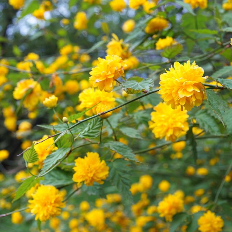 Ya�� kolesterole, �i�e�i aknelere... Do�adan gelen �ifal� bitki