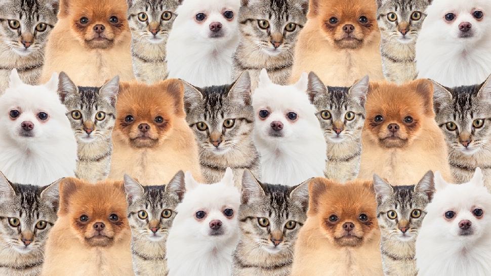 Zeka testi: Kedi ve köpeklerin içindeki kurdu gördün mü? 390 kişiye gösterildi, 12'si başarılı oldu