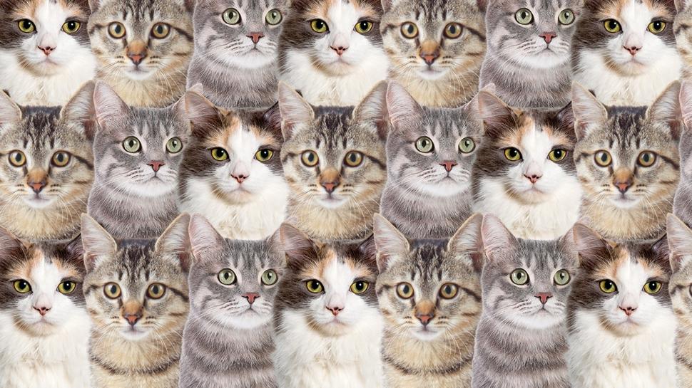 Dikkat testi: Kedilerin içindeki köpek nerede? Keskin gözlüler belli oluyor