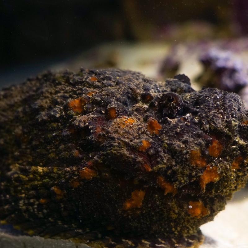 Lakab� siyah elmas: Protein deposu, kolesterol� d���r�yor