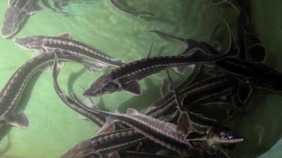 Bu bal�klar alt�n yumurtluyor! 'Telefon numaral�' �ip ile takip