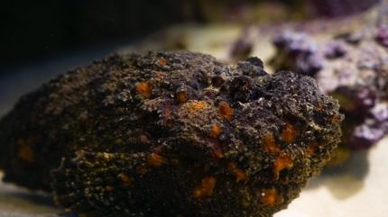 Lakab� siyah elmas: Protein deposu, kolesterol� d���r�yor