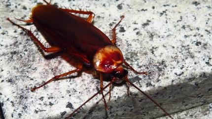 S�caklar ba�lad�: Hamam b�ceklerine dikkat! O ha�ereler buna geliyorlar...