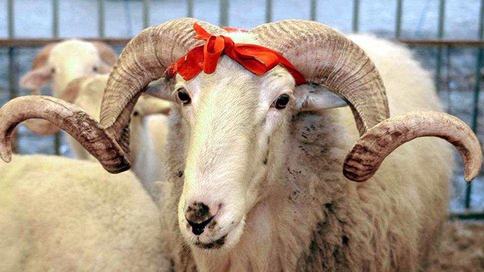 Diyanet 2026 vekâlet kurban kesim ne kadar, kaç TL? Vekâlet kurban nasıl kesilir?