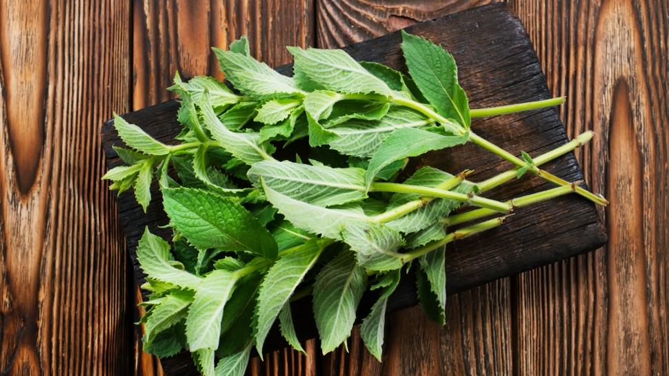 İştahı bıçak gibi kesen bitki! Mide tok hissediyor