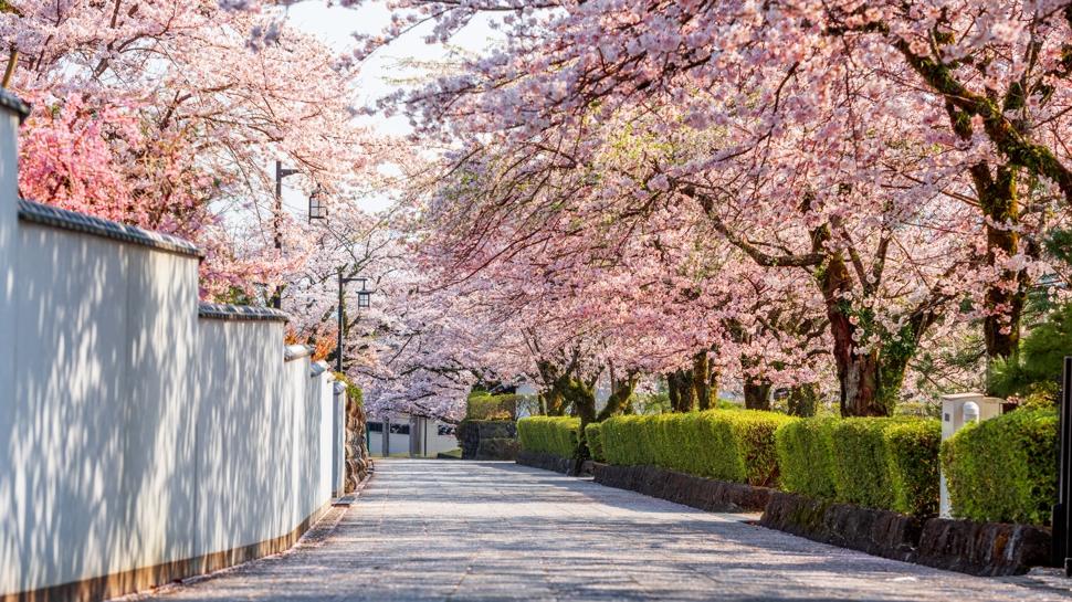 Japonya'nın simgesi Sakura çiçeklerini yakından göreceğiniz 3 rota!