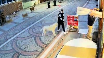 Edirne'de ba��bo� k�pek sald�r�s�: 19 ya��ndaki gen� yaraland�