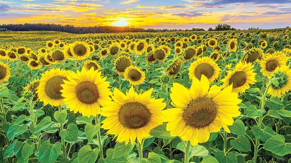 Edirne ay�i�e�inde yeniden zirve hedefliyor