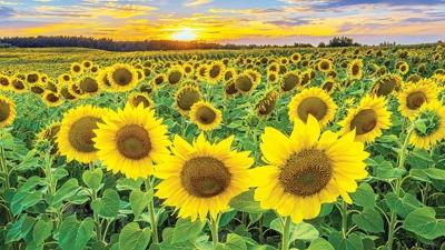 Edirne ay�i�e�inde yeniden zirve hedefliyor