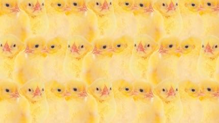 Zeka testi: Civcivlerin i�indeki yavru kediyi g�rd�n m�? 650 ki�iden 12'si ba�ar�l� oldu