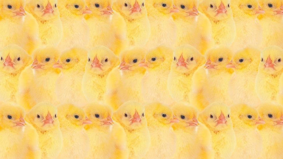 Zeka testi: Civcivlerin i�indeki yavru kediyi g�rd�n m�? 650 ki�iden 12'si ba�ar�l� oldu