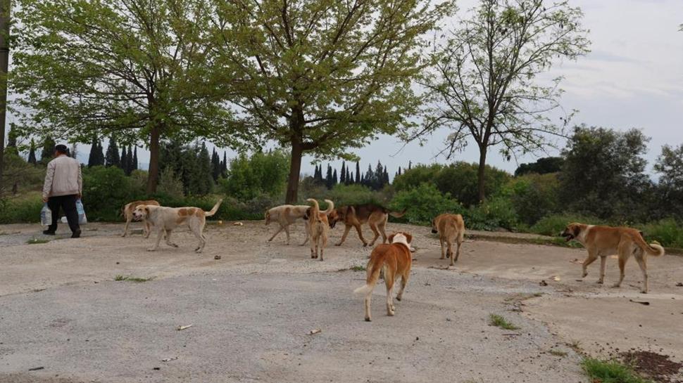 Aydın'da başıboş köpek krizi: Kadınlar ve çocuklar tedirgin