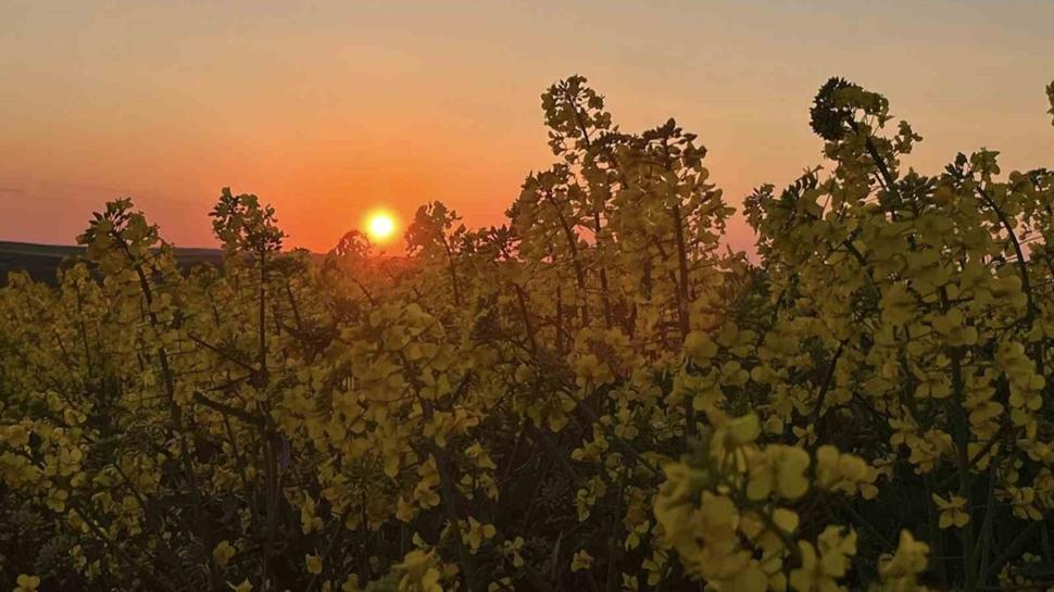 Do�aseverlerin yeni durak noktas�: Hayrabolu kanola tarlalar�
