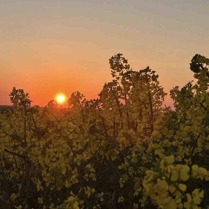 Do�aseverlerin yeni durak noktas�: Hayrabolu kanola tarlalar�