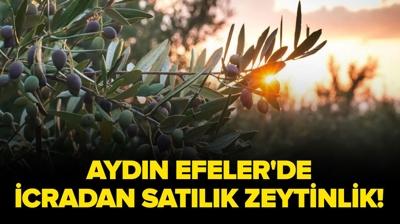 Ayd�n Efeler'de icradan sat�l�k zeytinlik!