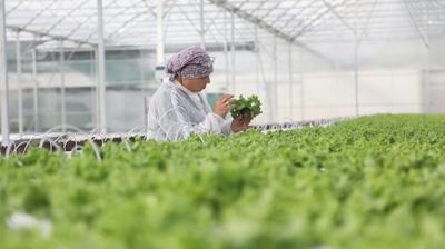 Samsun'da tar�m b�lgesinden ekonomiye 1,5 milyar lira katk�