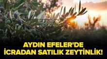 Ayd�n Efeler'de icradan sat�l�k zeytinlik!